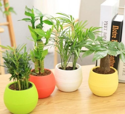 广州办公室设计|为什么每个公司都会有一两盆绿色植物...