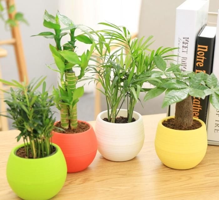 广州办公室设计|为什么每个公司都会有一两盆绿色植物？